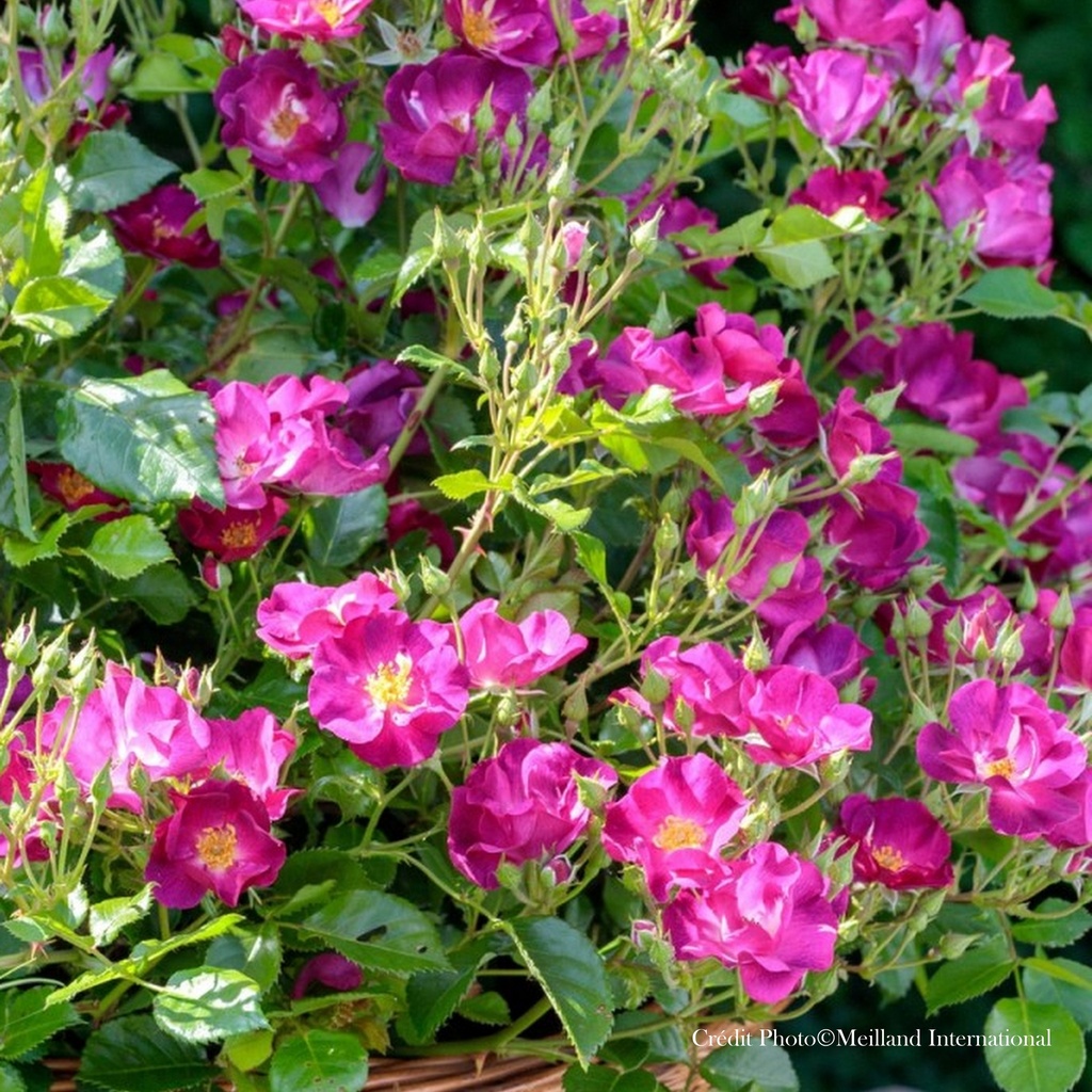 Rosier 'Pretty Princess®'
