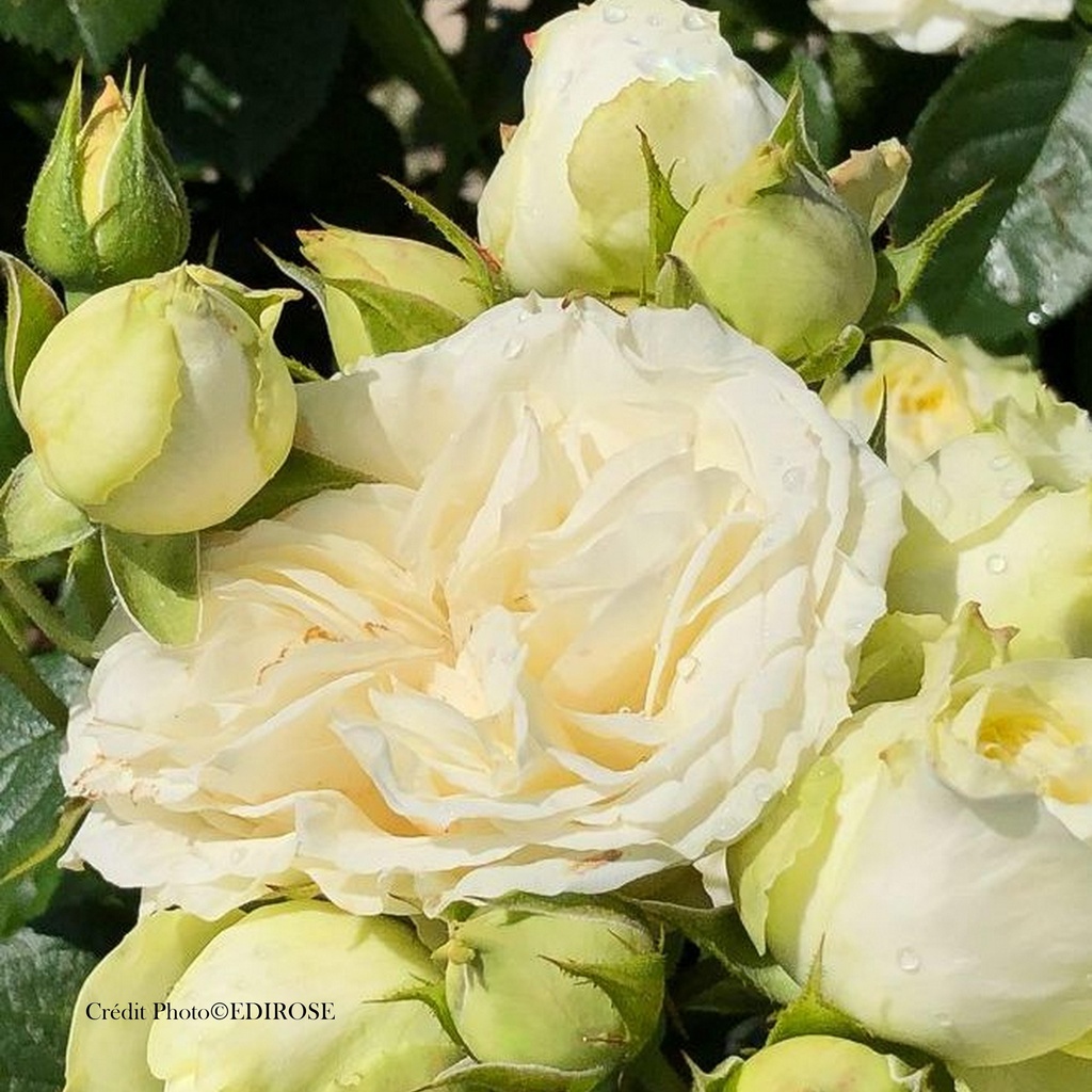 Rosier 'Winter Lodge®'