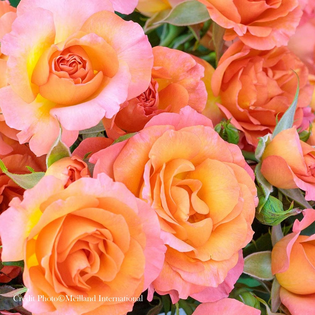 Rosier 'Message d'Espoir®'