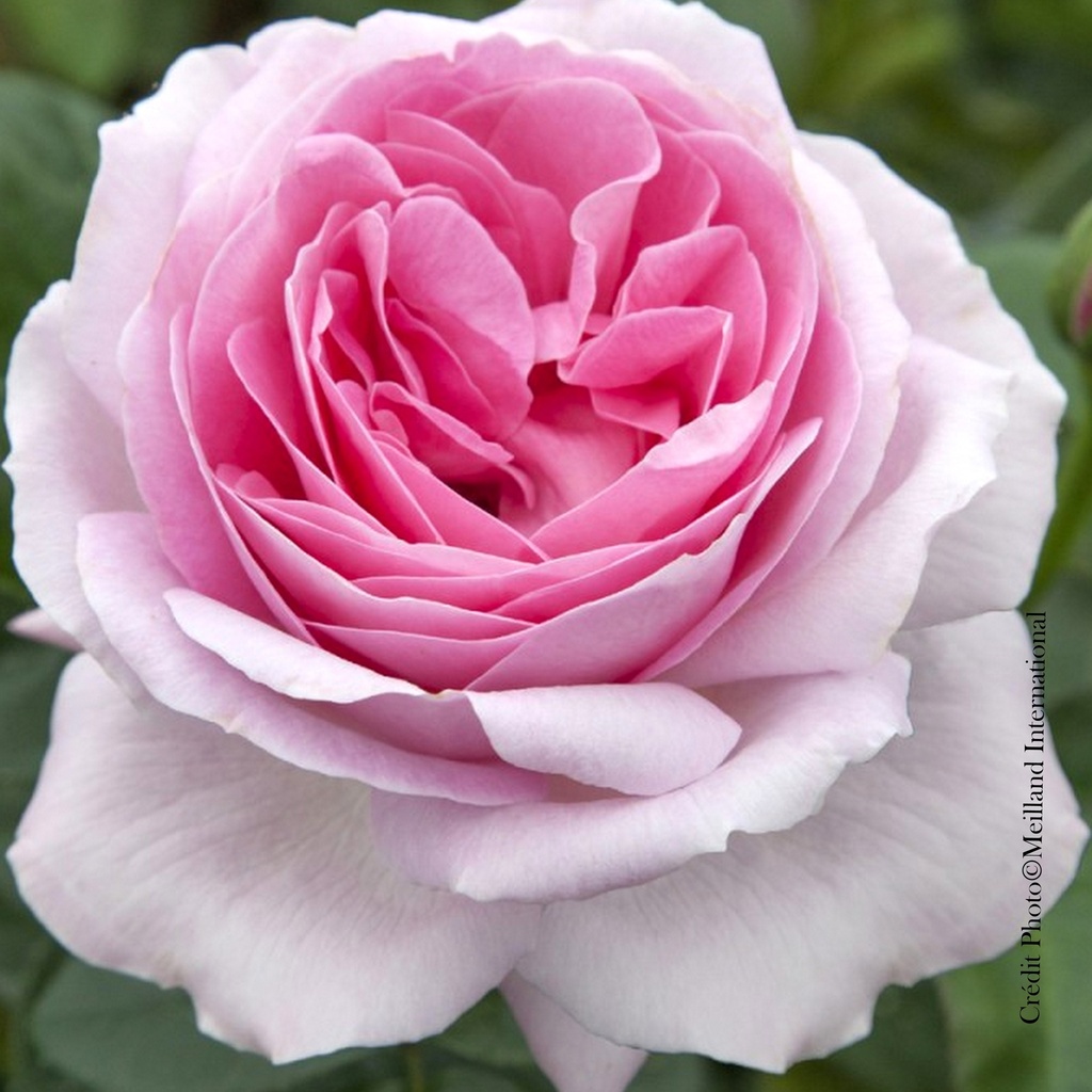 Rosier 'Pink Eureka®'