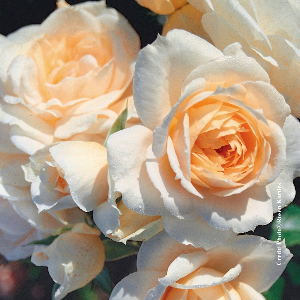 Rosier floribunda 'Lions-Rose®'