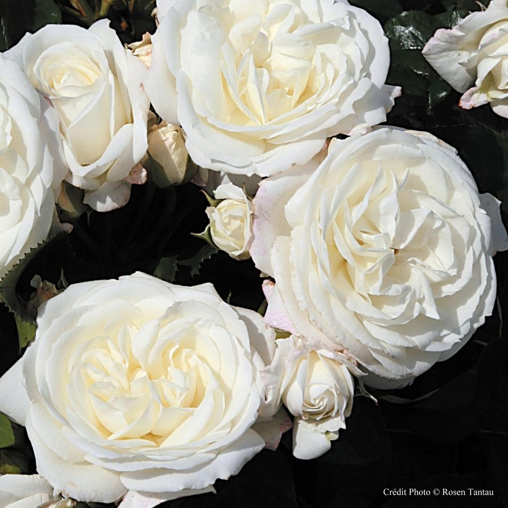 Rosier tige 'Alabaster'