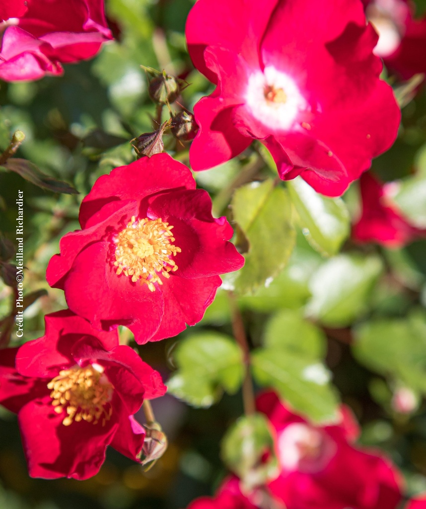 Rosier 'Friendly Red®'