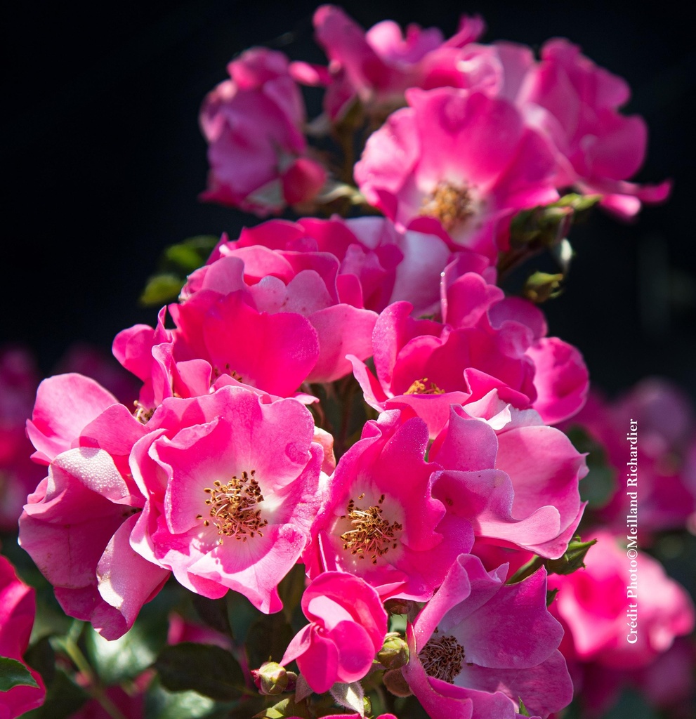 Rosier 'Friendly Purple®'