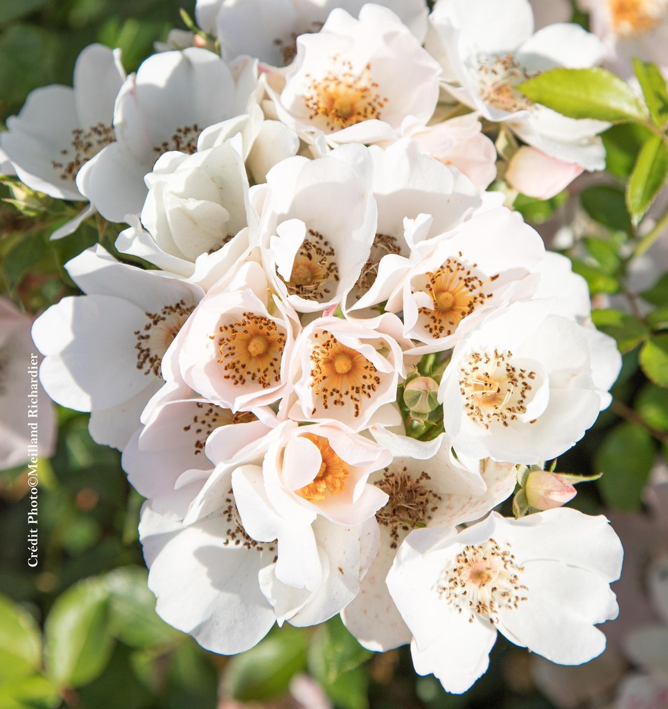 Rosier 'Friendly Sweet®'