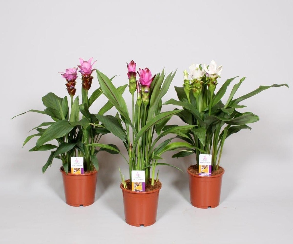 Curcuma