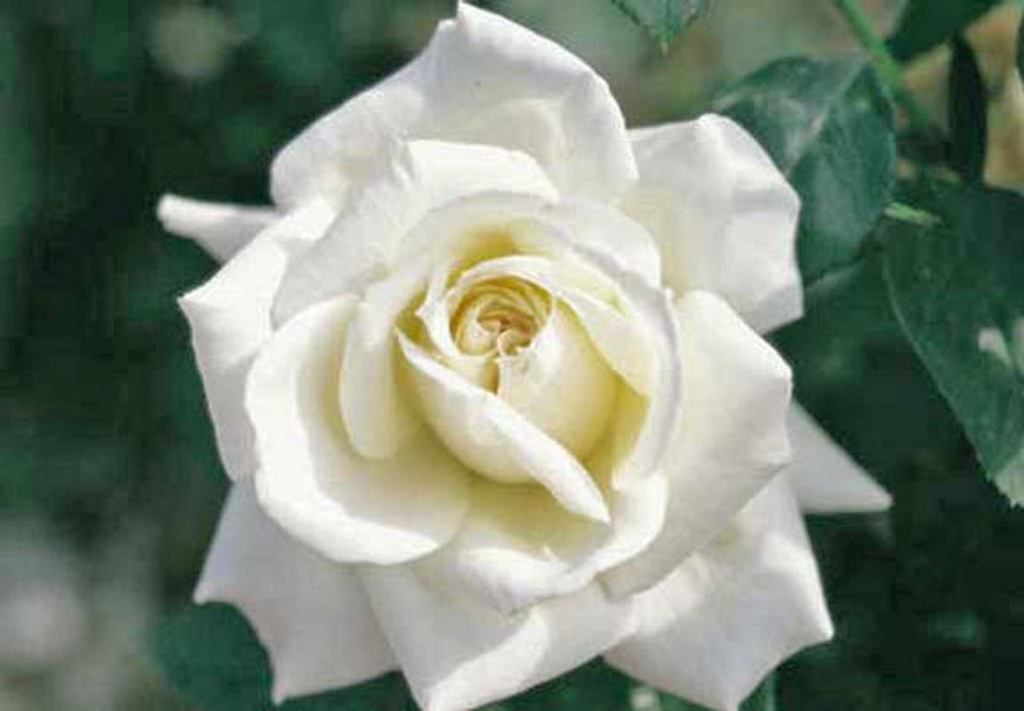 Rosier 'Henri Salvador'