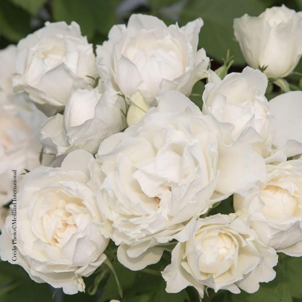Rosier 'Crème Chantilly®'