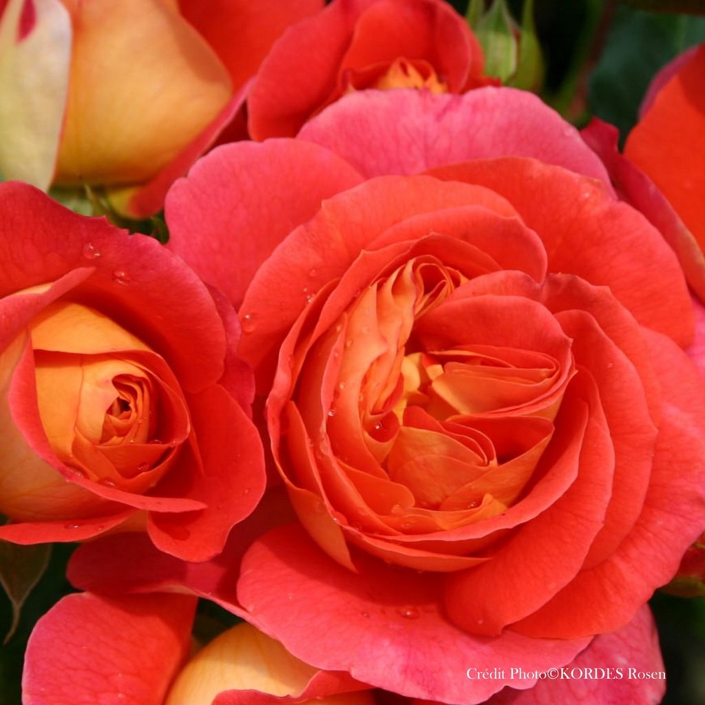 Rosier 'Gebruder Grimm®'