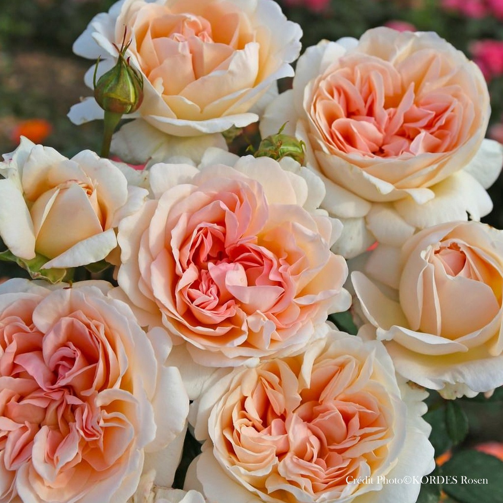 Rosier 'Grossherzogin Luise®'