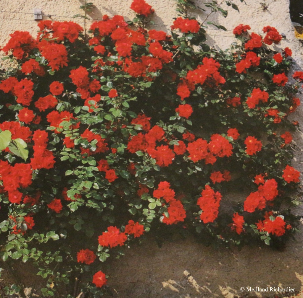 Rosier grimpant 'Exploit'