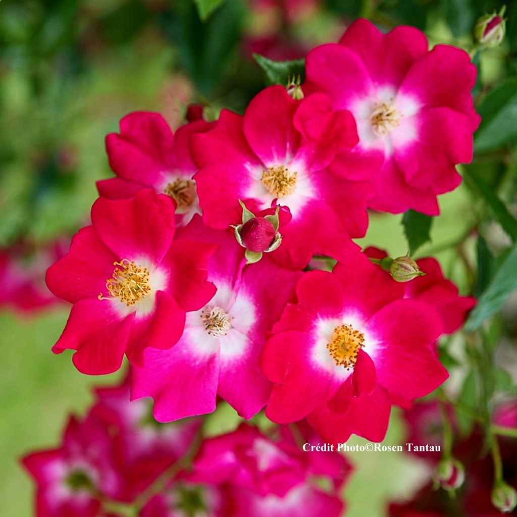 Rosier grimpant 'Libertas®'