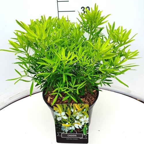 Choisya ternata 'Aztec Gold'