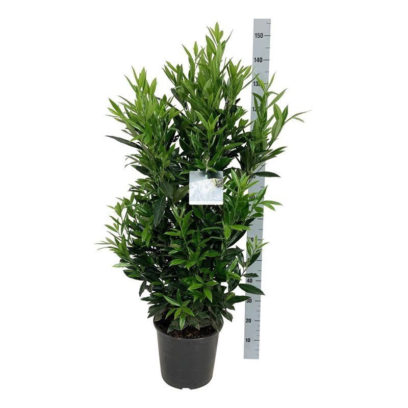 Prunus laurocerasus 'Renault Ace'