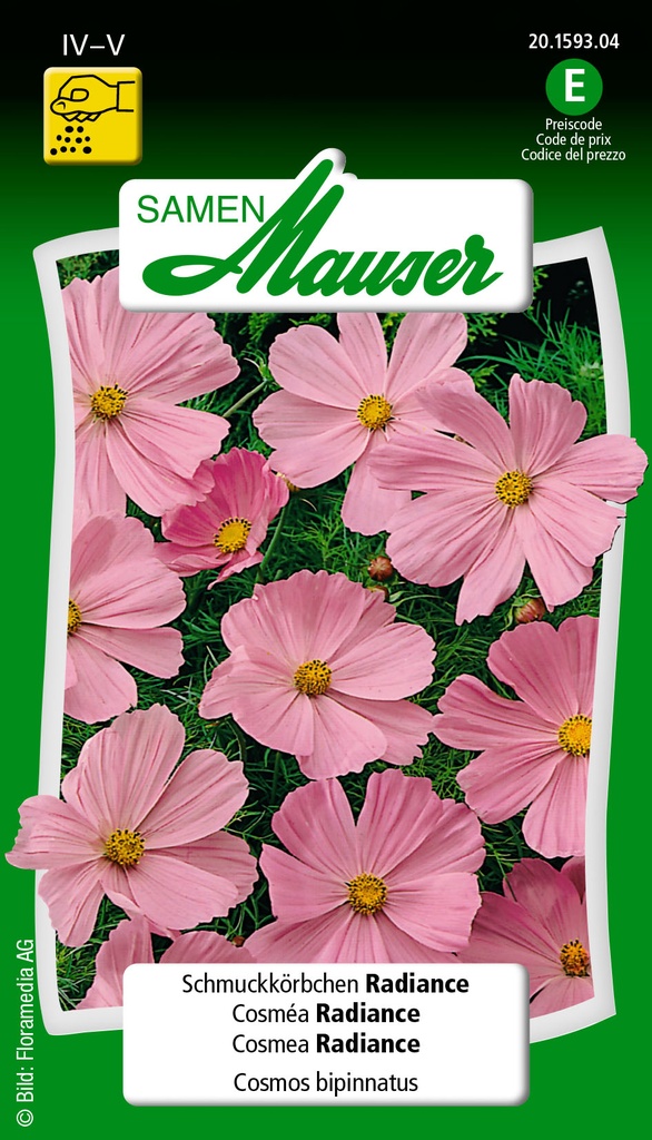 Cosmos bipinnatus radiance rose