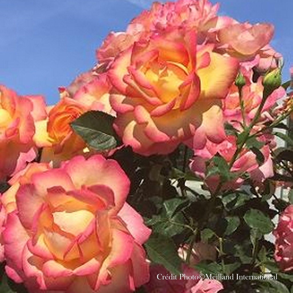 Rosier grimpant 'Bohème®'