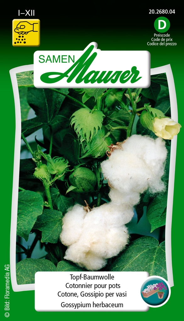 Cotonnier pour pot