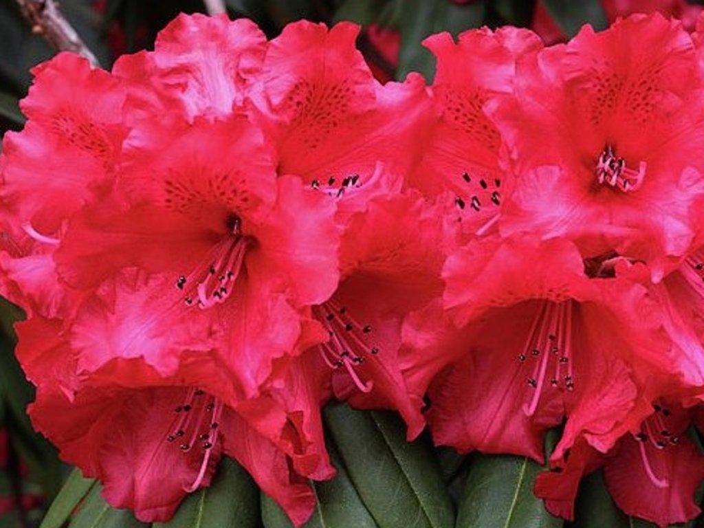 Rhododendron 'Taragona'