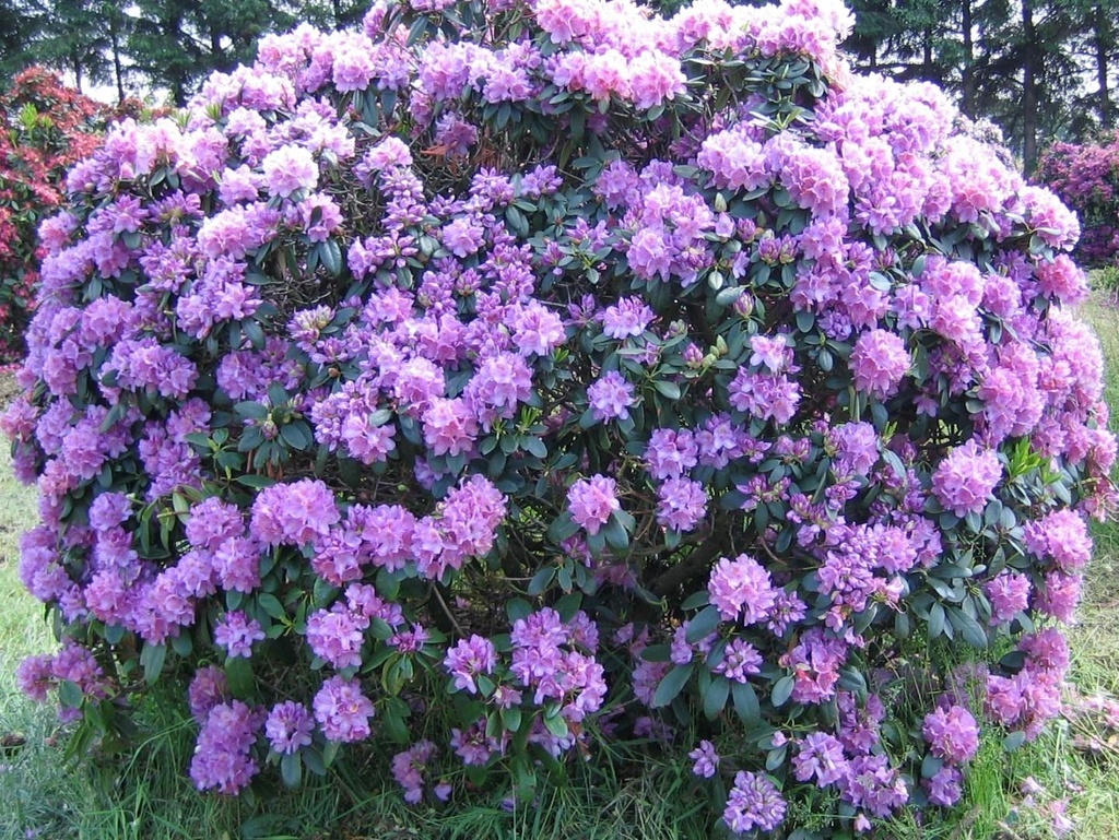 Rhododendron 'Catabiensis grandiflorum'
