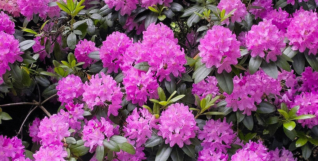 Rhododendron 'Roseum Elegans'