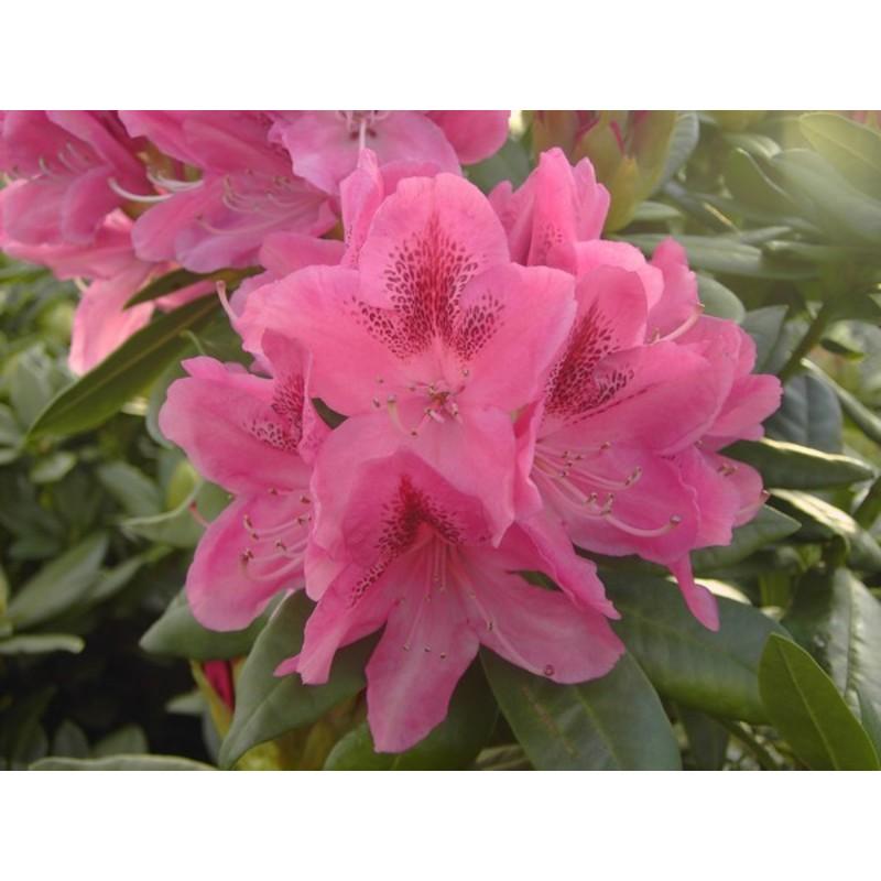 Rhododendron 'Cosmopolitan'