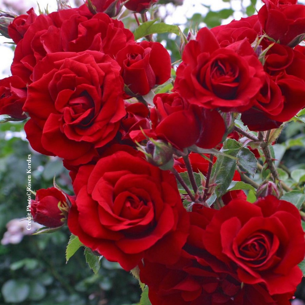 Rosier grimpant 'Amadeus'