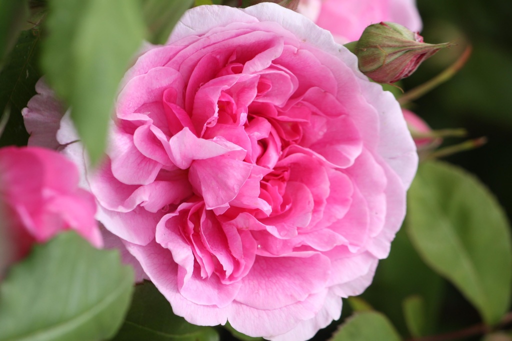 Rosier anglais, grimpant 'Gertrude Jekyll'