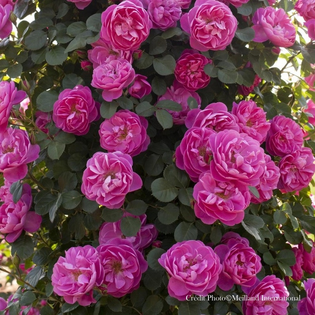 Rosier grimpant 'Allegro'