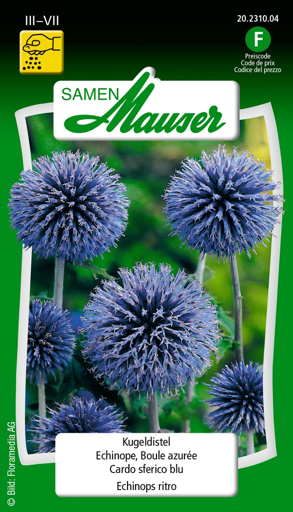 Echinops ritro