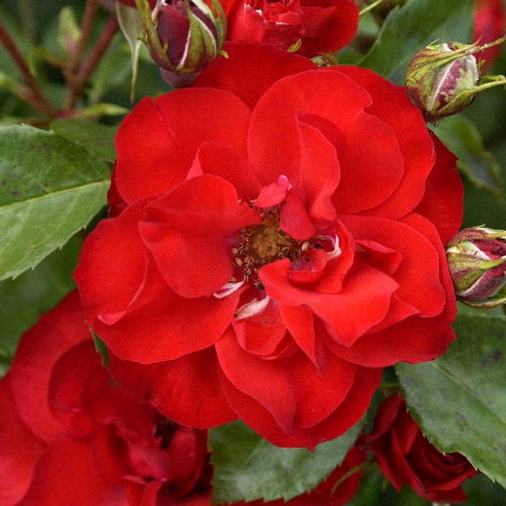 Rosier grimpant 'La Sevillana'