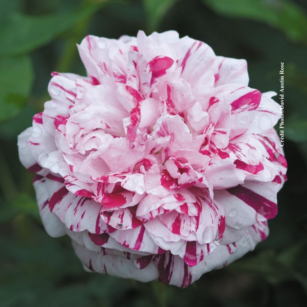 Rosier ancien 'Variegata di Bologna'