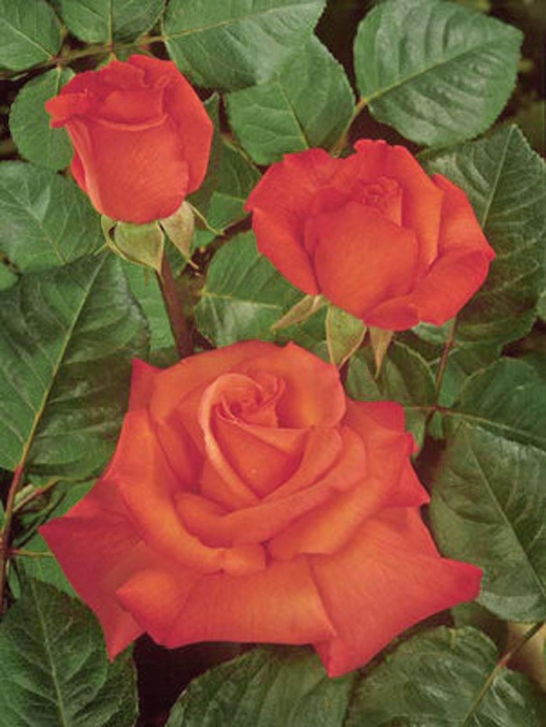 Rosier grimpant 'Christophe Collomb '