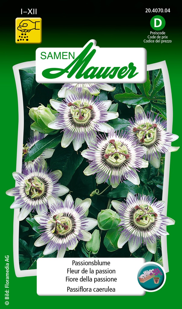 Fleur de la passion / Passiflora caerulea