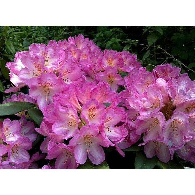 Rhododendron 'Eucharitis'