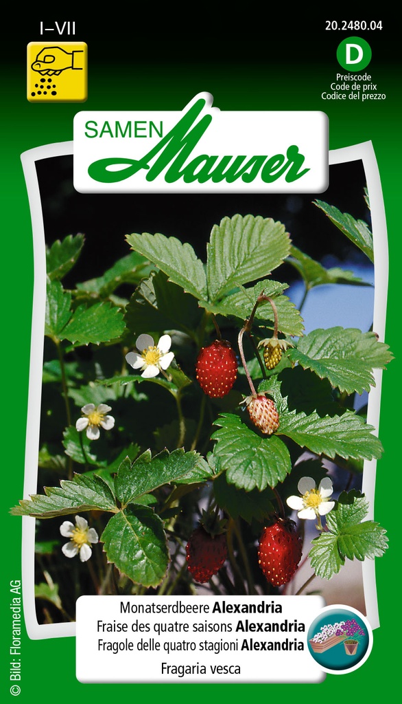 Fraise alexandria