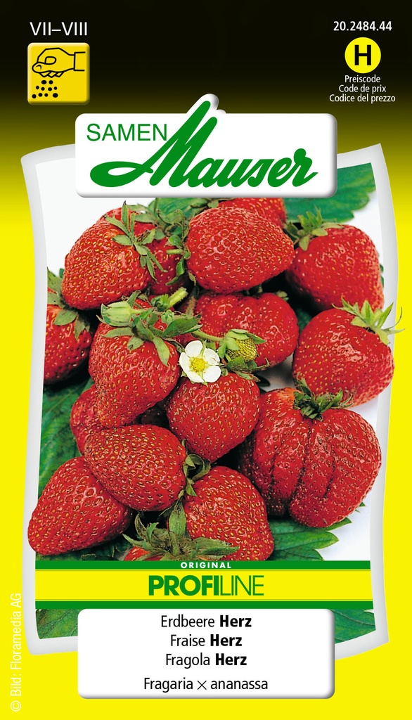 Fraise F1 Selam Herz (fragariax ananassa)