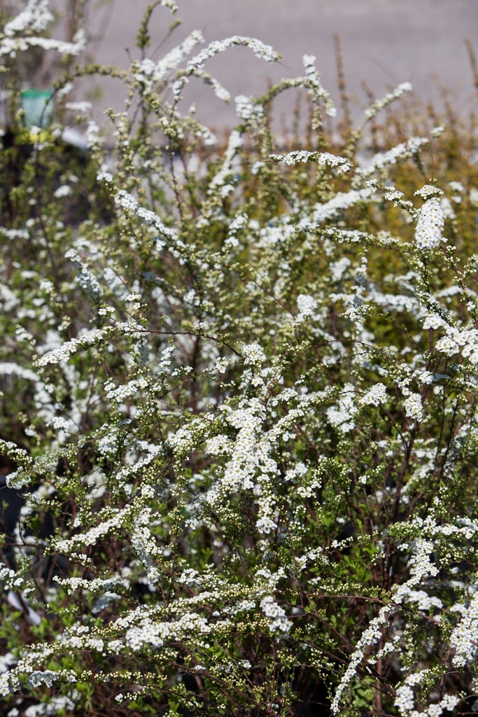 Spiraea arguta