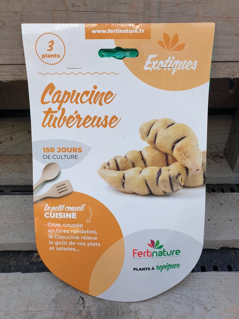 Capucine tubereuse