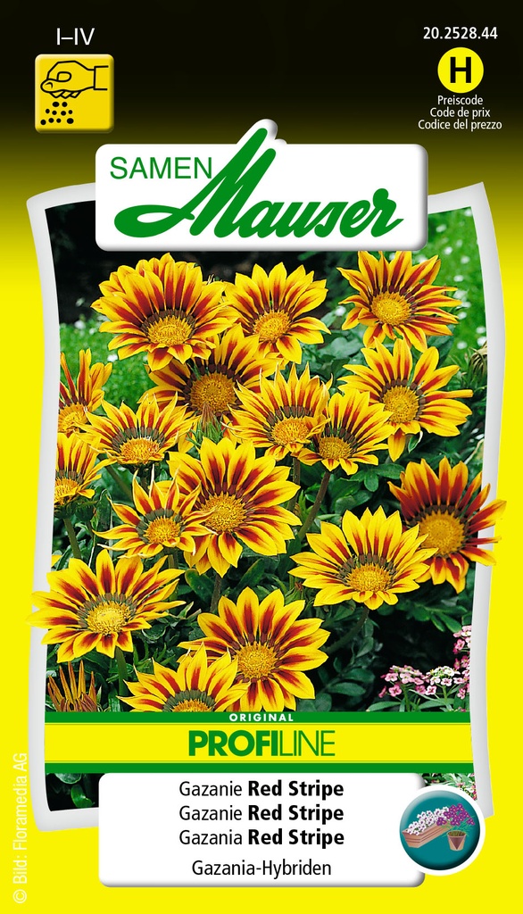 Gazania red stripe
