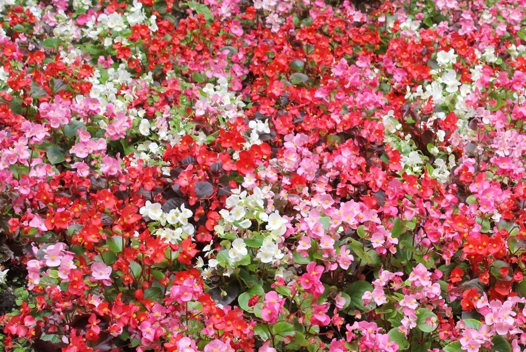 Begonia semperflorens