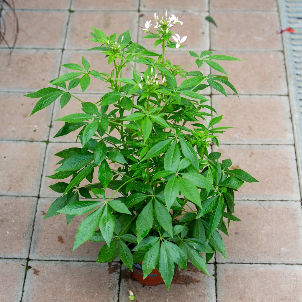 Cleome 'Senorita Blanca'
