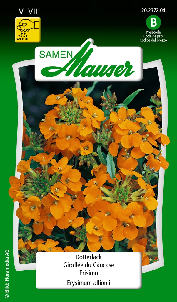 Giroflée du Caucase