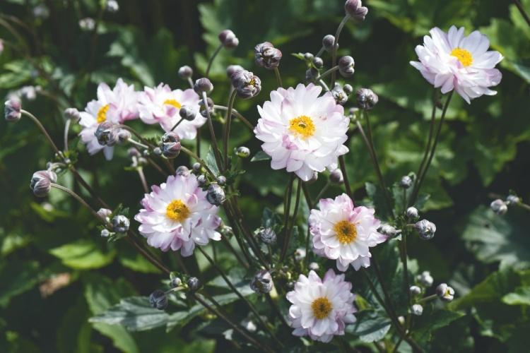 Anemone ‘Garden Breeze Pink Touch'