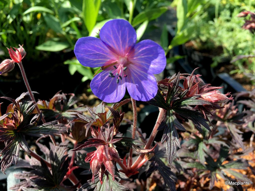 Geranium pratense 'Midnight Reiter'