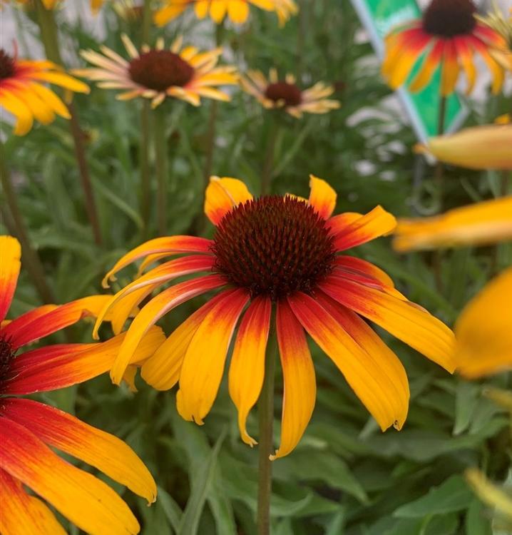 Echinacea ‘Parrot’