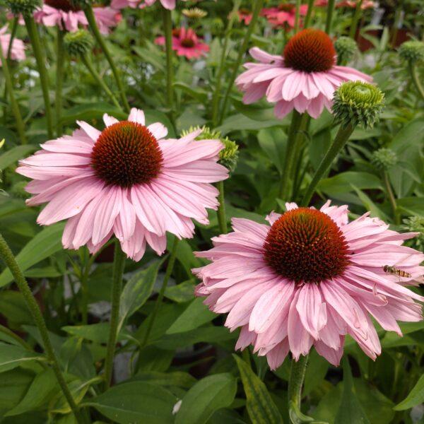 Echinacea 'Sunseekers Blush’