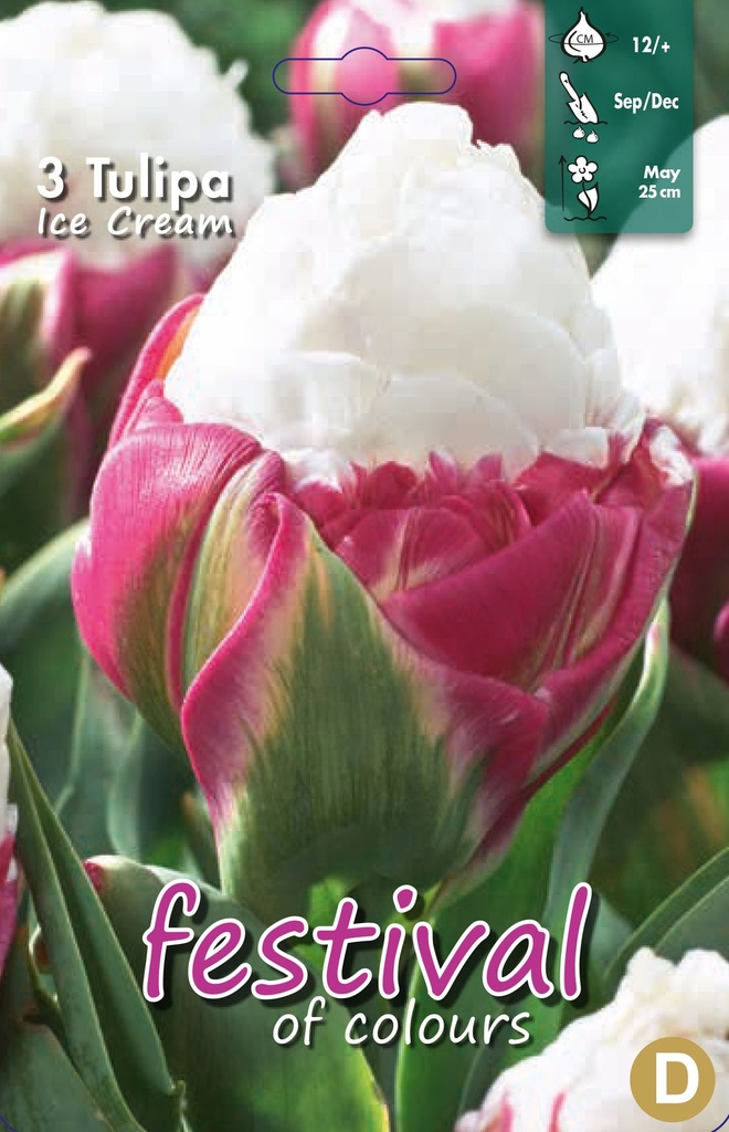 Tulipes 'Ice Cream'