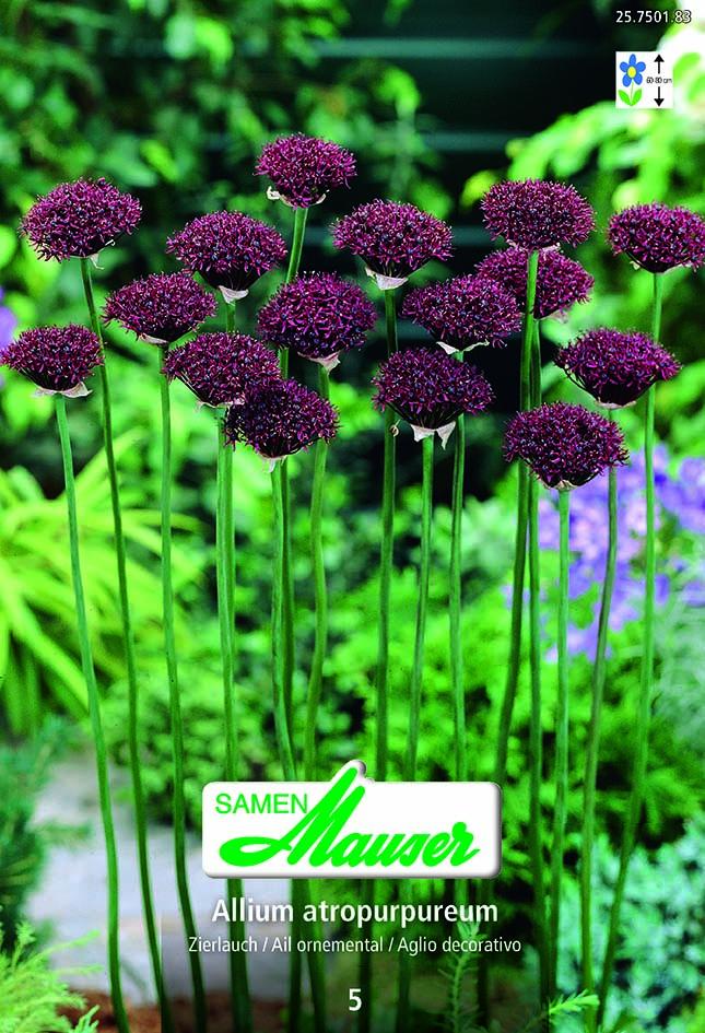 Allium atropurpureum 5