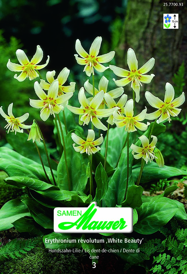 Erythronium revolutum' White Beauty'