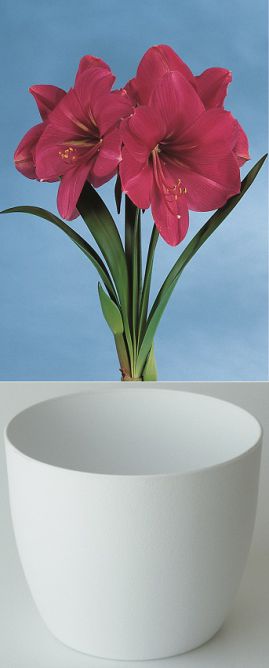 Amaryllis Gloria rose 28/30